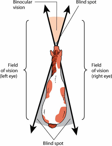 Horse vision range chart