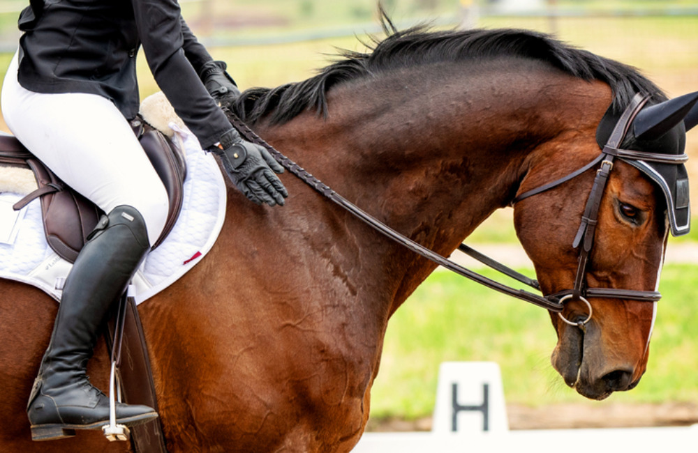 How Much Weight Can a Horse Carry