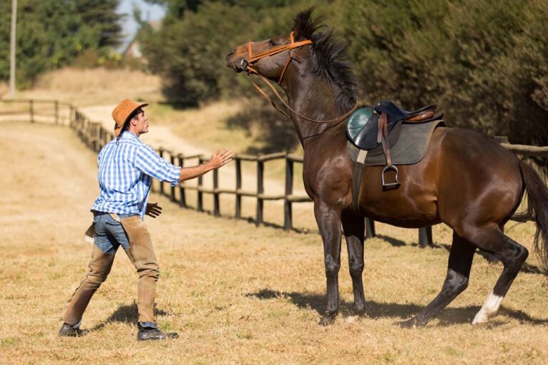 How to Desensitize a Horse The Ultimate Guide • Horsezz