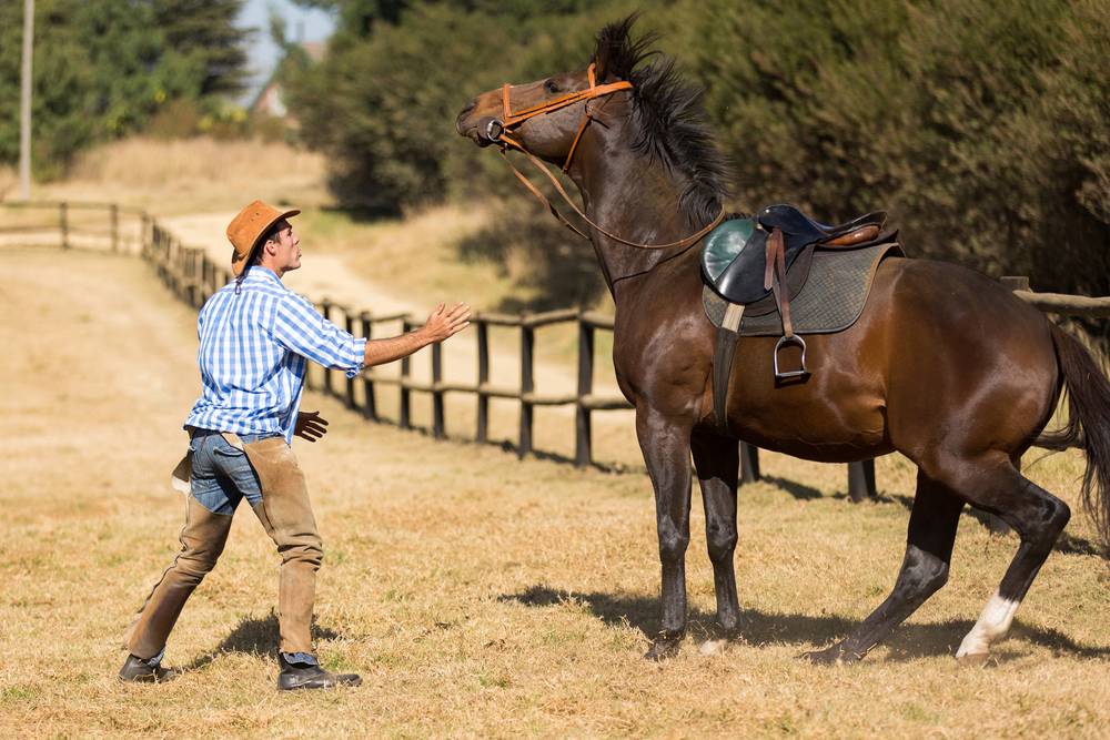 How to Desensitize a Horse