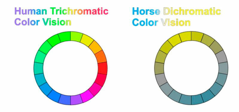 Human and horse color vision chart