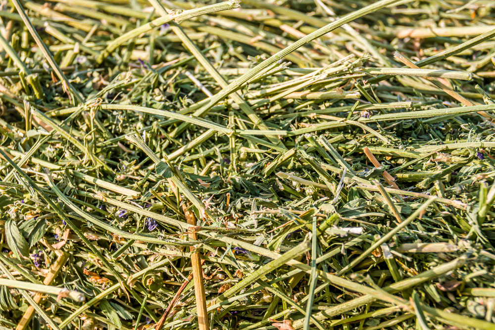 Legume Hay processed in hay