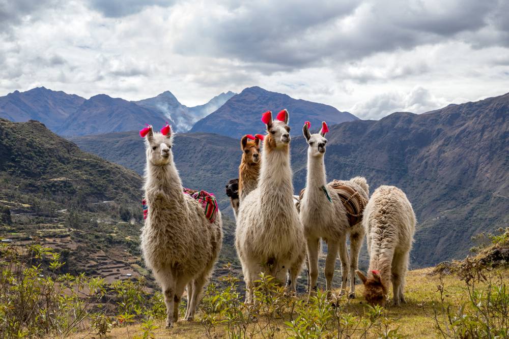 Llamas on the trekking route