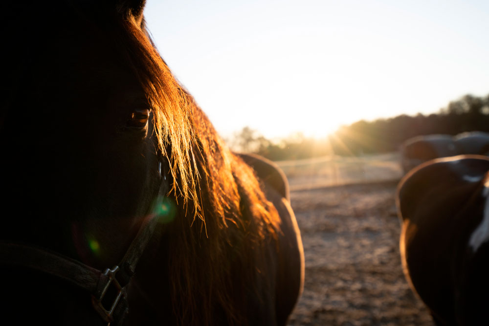 Missouri Fox Trotter in the sunrise