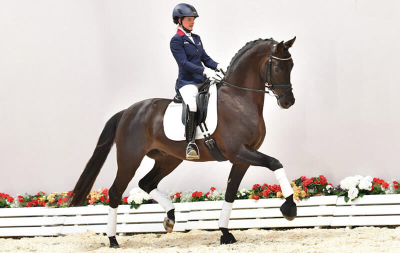 Mister Universe Oldenburg dressage horse