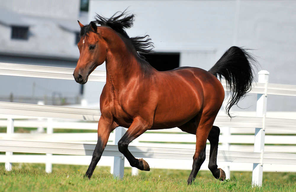 Morgan Horse stallion exercising