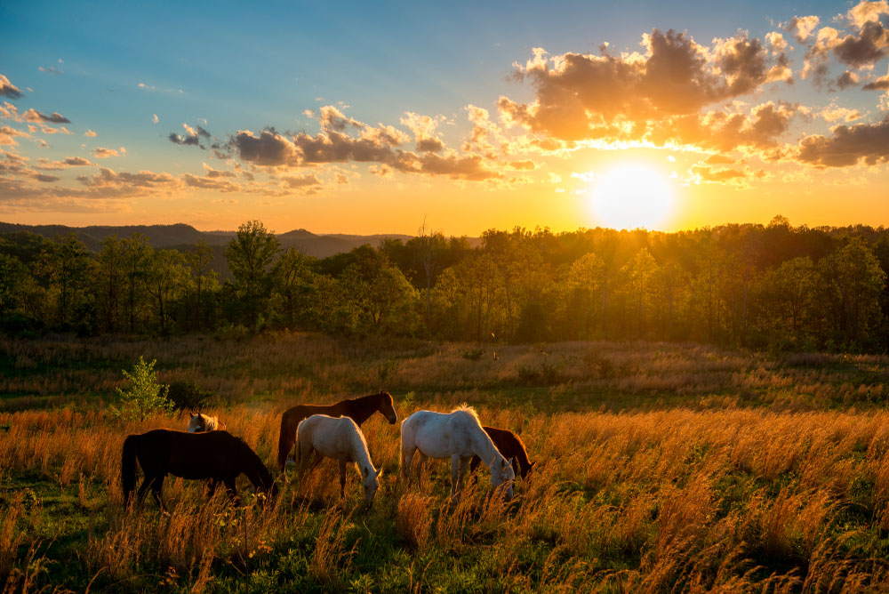 Mountain Horses grazing around