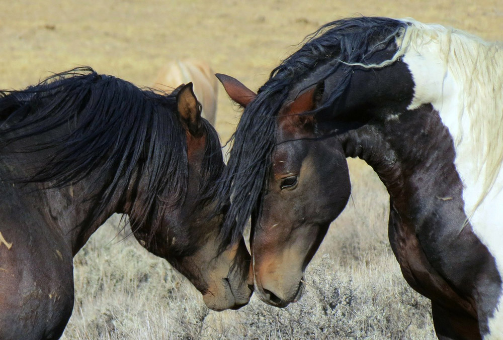 Mustang Horses close to each other