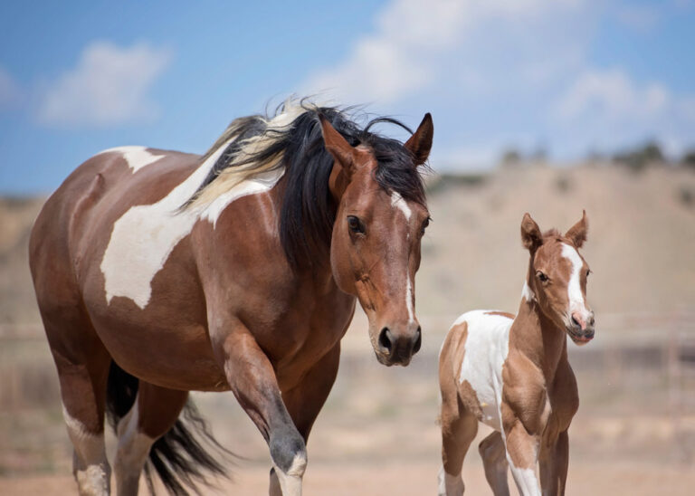 American Paint Horse Temperament and Characteristics • Horsezz