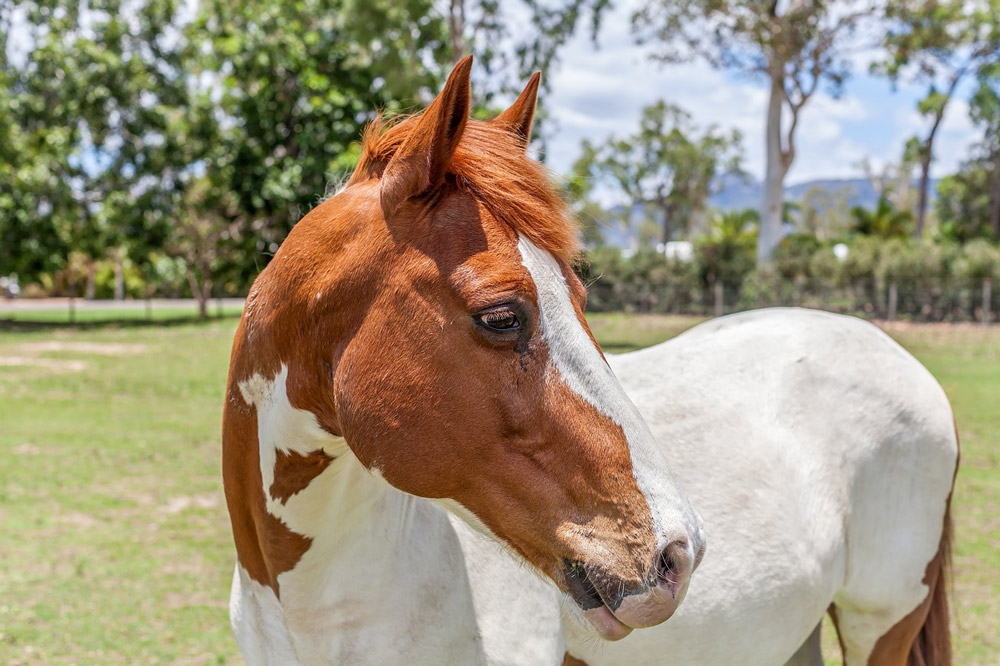 Paint Horse with big white patches