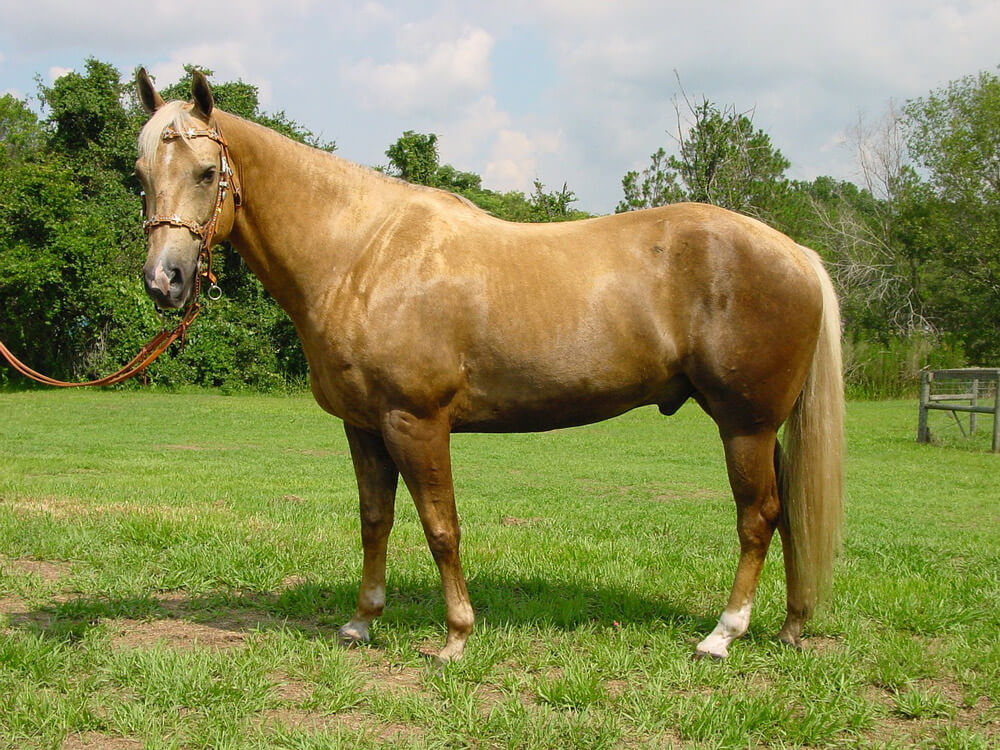 Palomino horse coat color