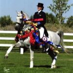 24 Professional Tips for Beginner Horse Riders care tips, expert advice, horse care, horse riding, riding for beginners