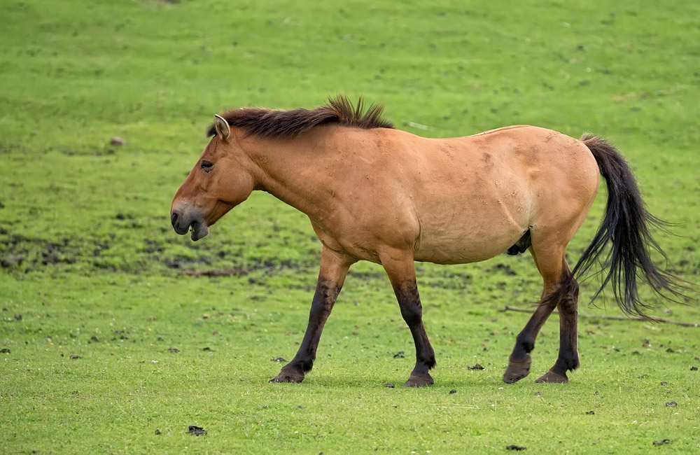 Przewalski Horse grazing