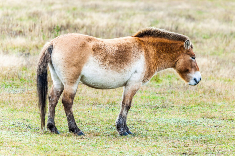 Przewalski's Horse Facts • Horsezz
