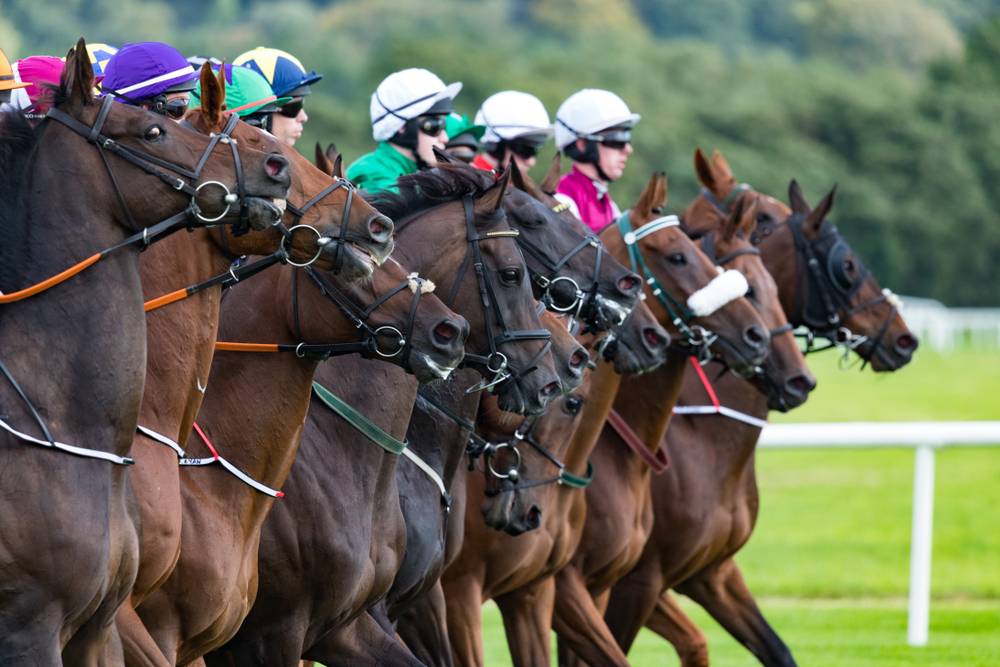 Race horses and jockeys lining up