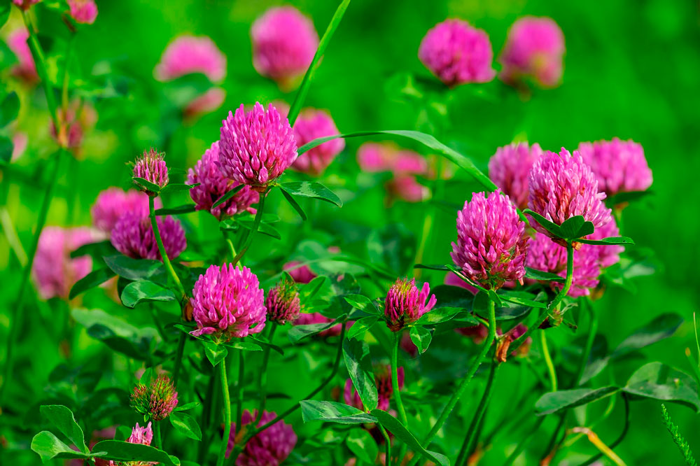 Red Clover flowers close view