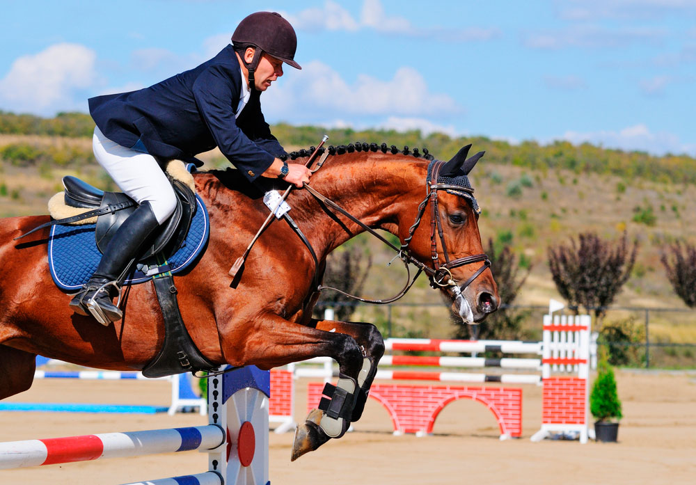 Rider on bay horse in competitions