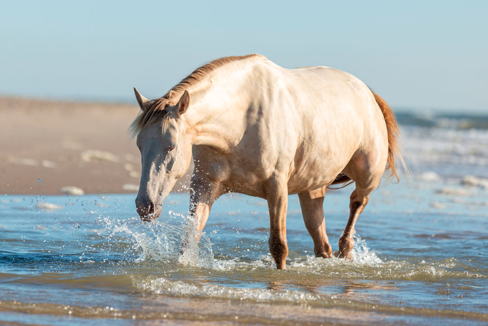 Rocky Mountain Horse resting in water