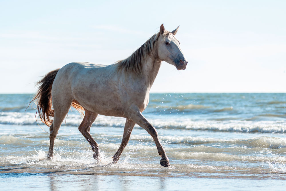 Rocky Mountain Horse strolling the coast