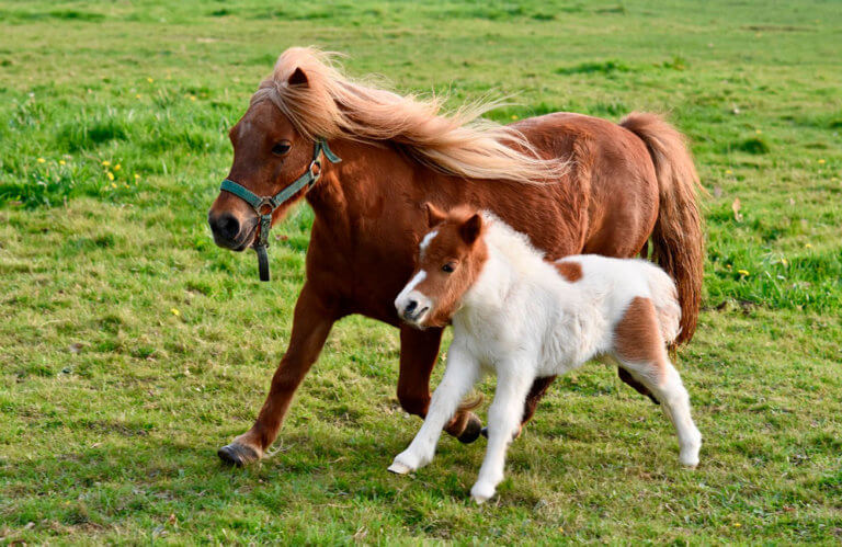 Shetland Pony