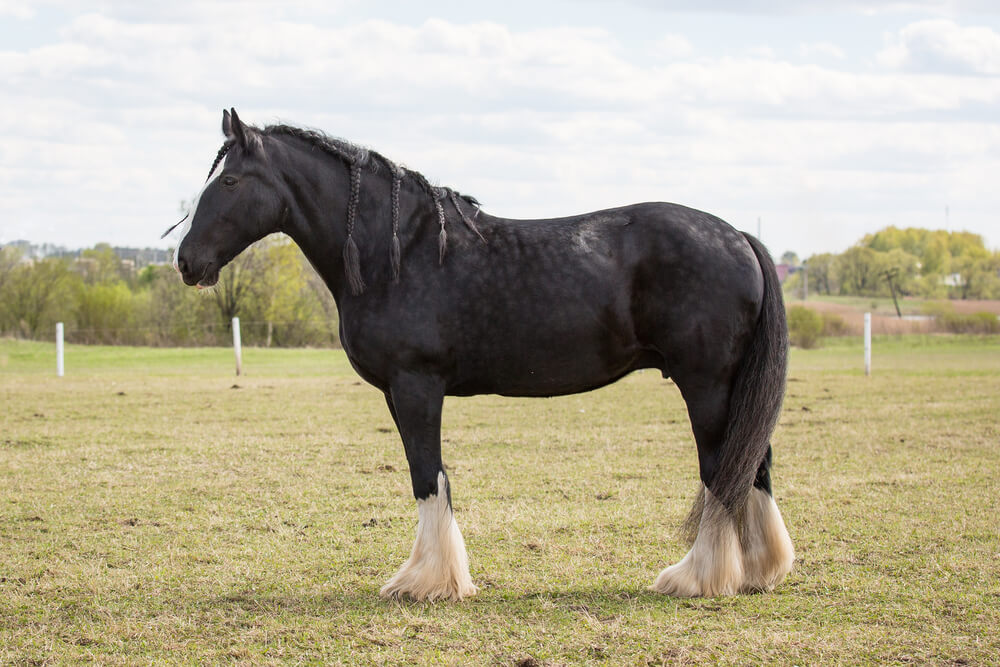 Shire horse image