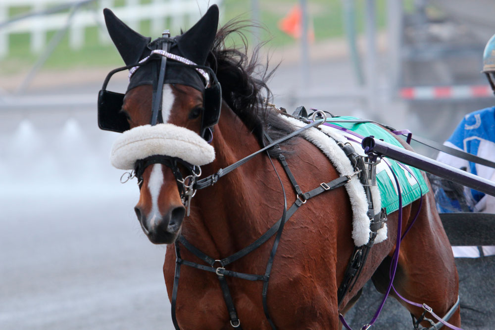 Standardbred Horse in driving