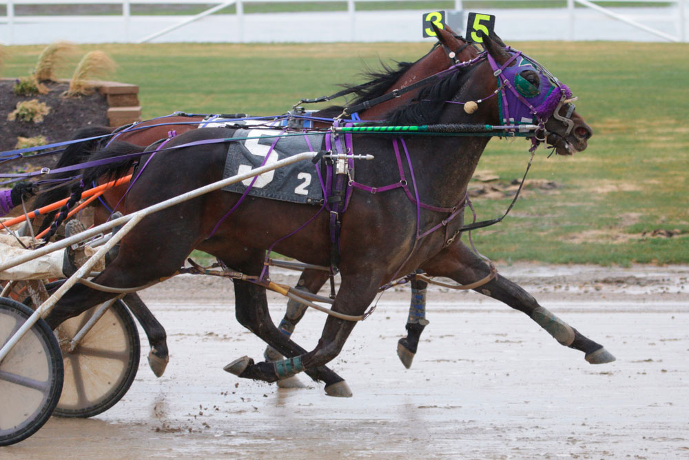 Standardbred Horses in harness racing