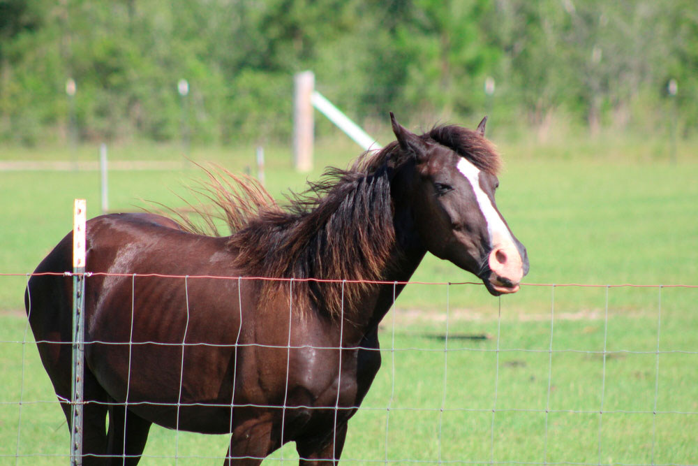 Tennessee Walking Horse shaking its head