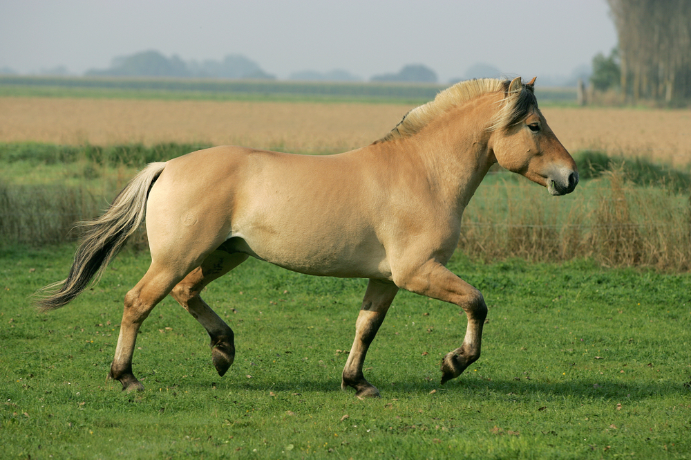 The Fjord Horse