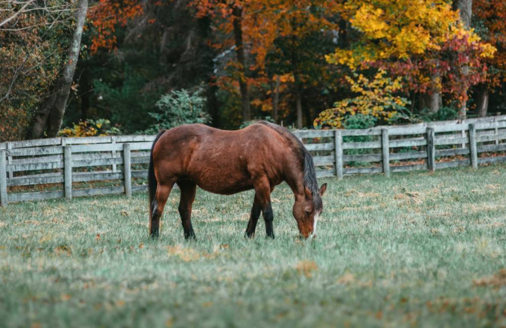 The Nashville Equestrian Lifestyle