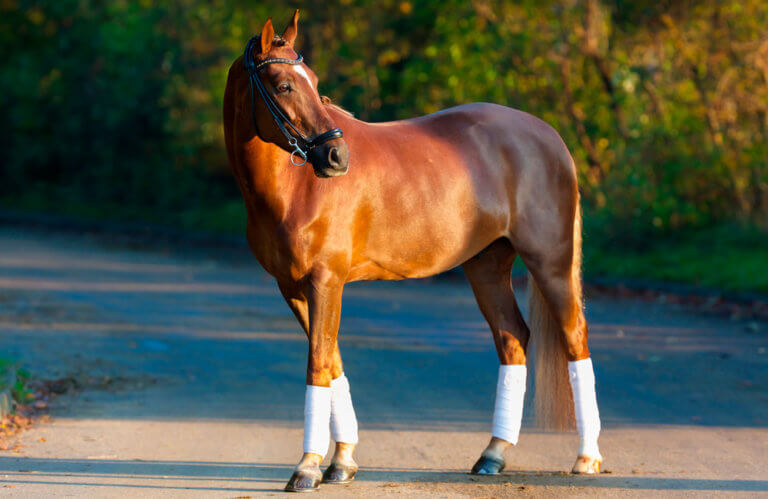 Thoroughbred Horse