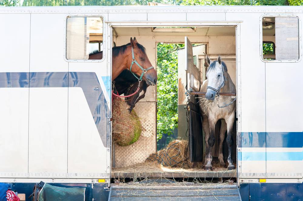 Three horses standing in trailer