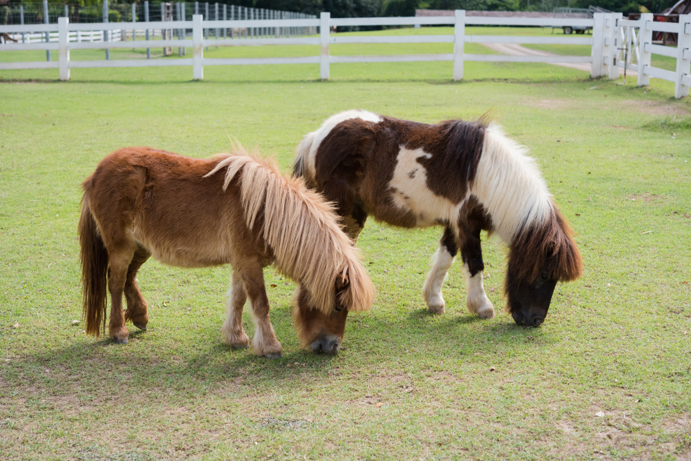 Top 10 Smallest Horse Breeds in the World