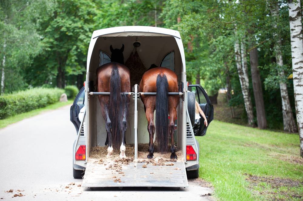 Two chestnut horses standing in trailer