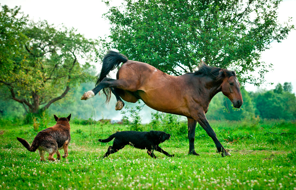 Two dogs playing with horse