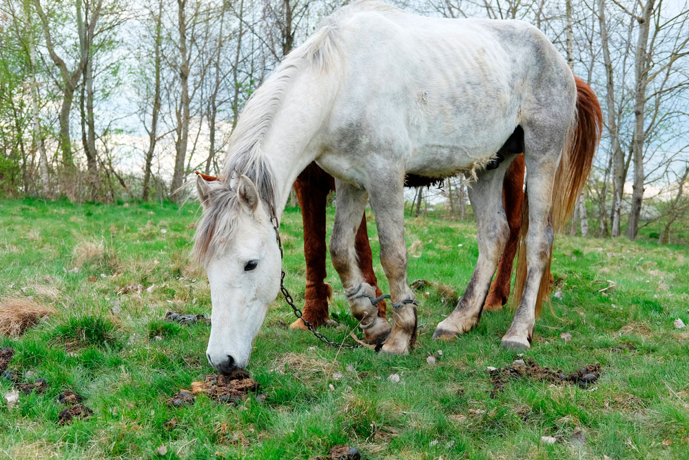 Two hobbled horses grazing
