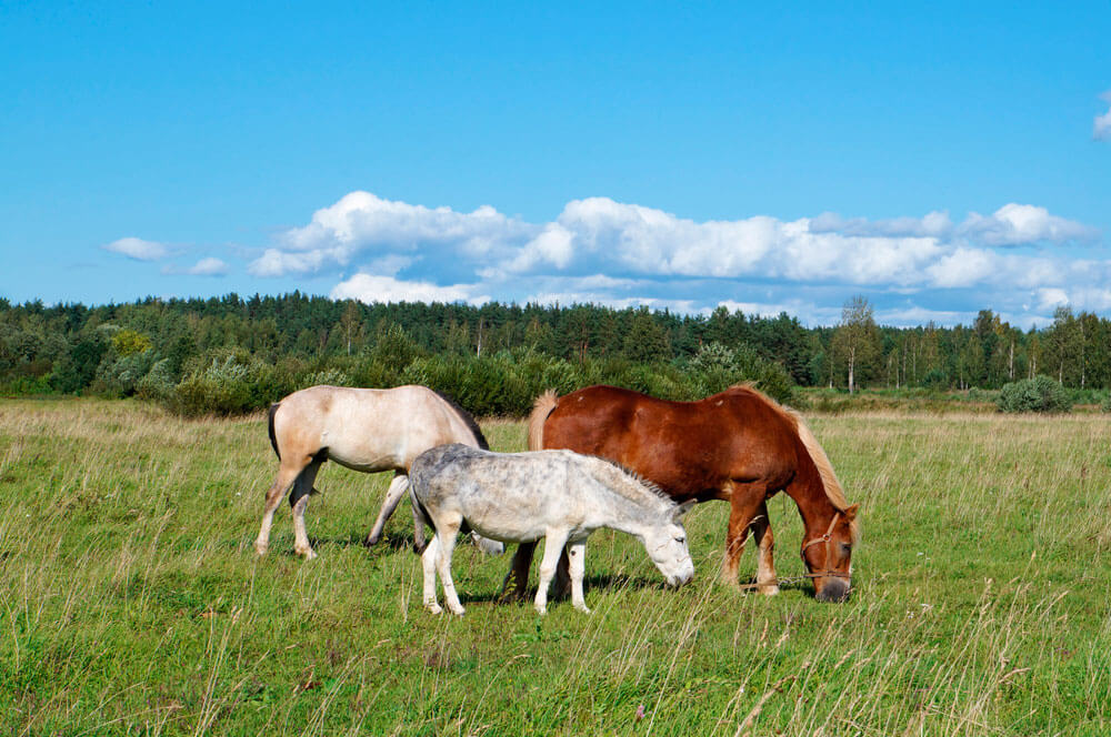 Two horses and one hinny graze on the field