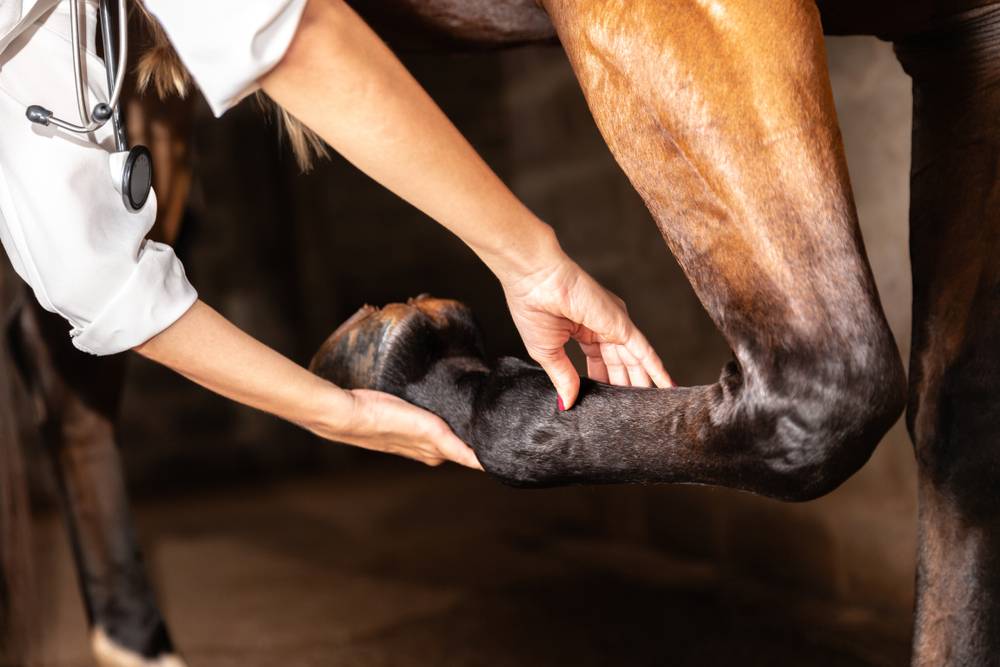 Veterinarian examining horse leg