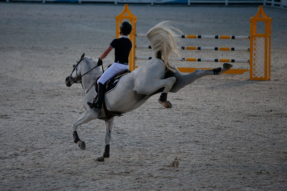 White sport horse kicking out in arena