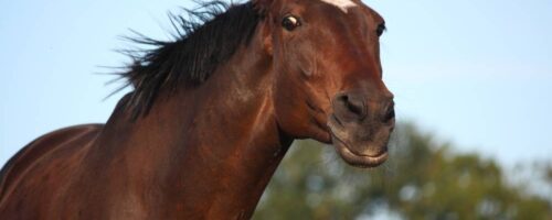 Why Do Horses Nod Their Heads – Head Movement Explained