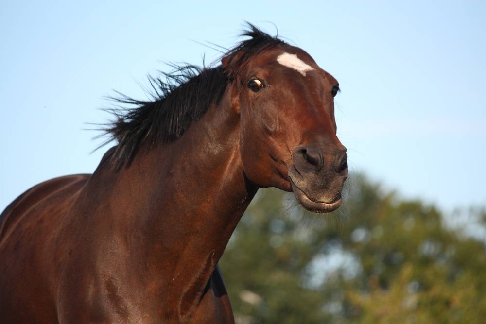 Why Do Horses Nod Their Heads