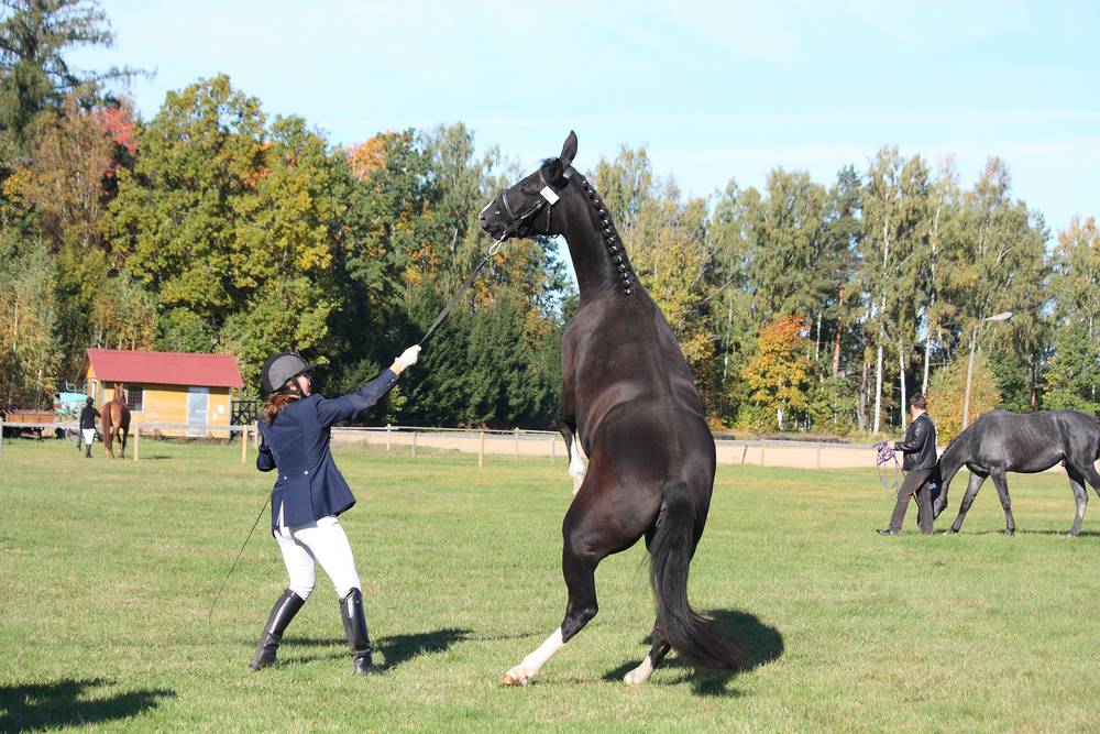 Woman holding spooked horse