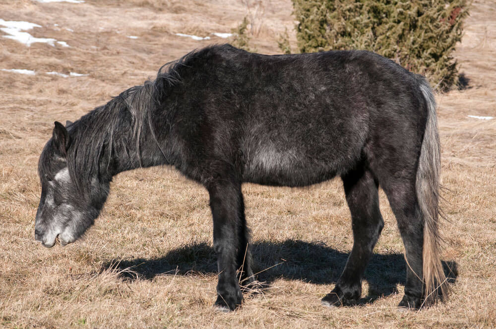 Young hinny is grazing on mountain meadow