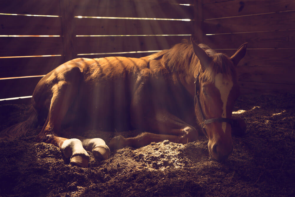 Young weanling horse lying down in stall