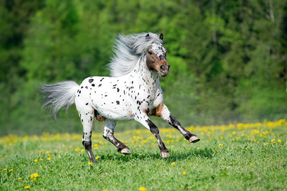 appaloosa horse runs gallop