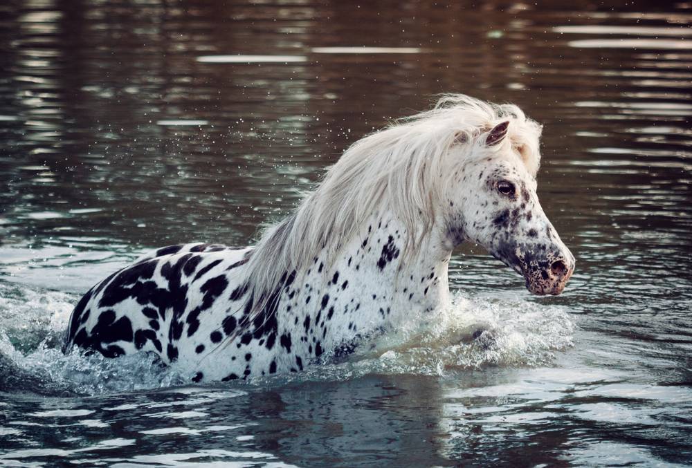 appaloosa pony in water