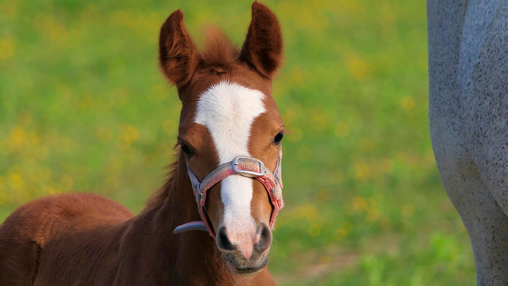 baby horse close up