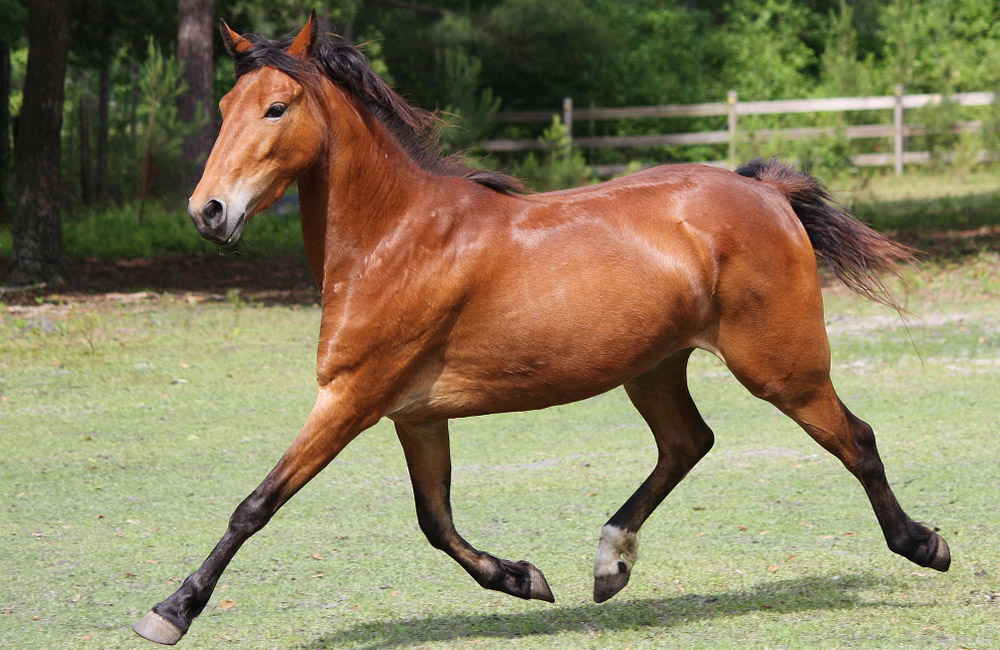 bay Hackney Horse running