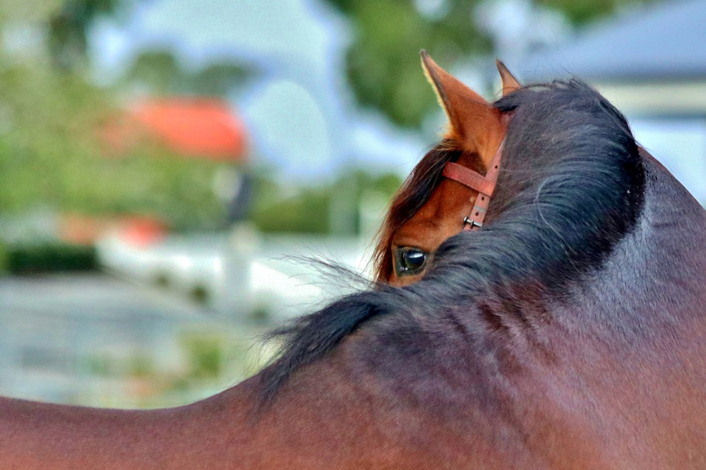 bay andalusian horse close view