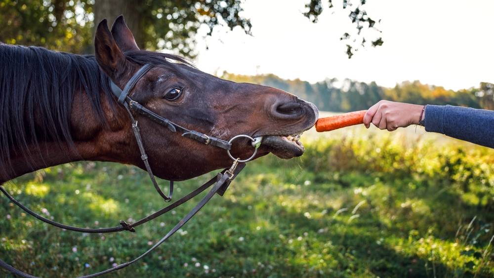 bay horse eating carrot